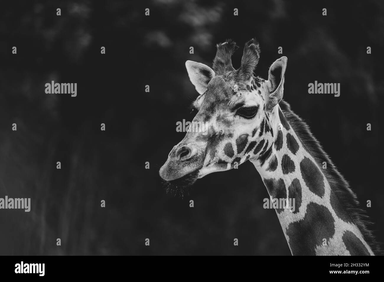 Cute giraffe portrait. Close up photography Stock Photo - Alamy