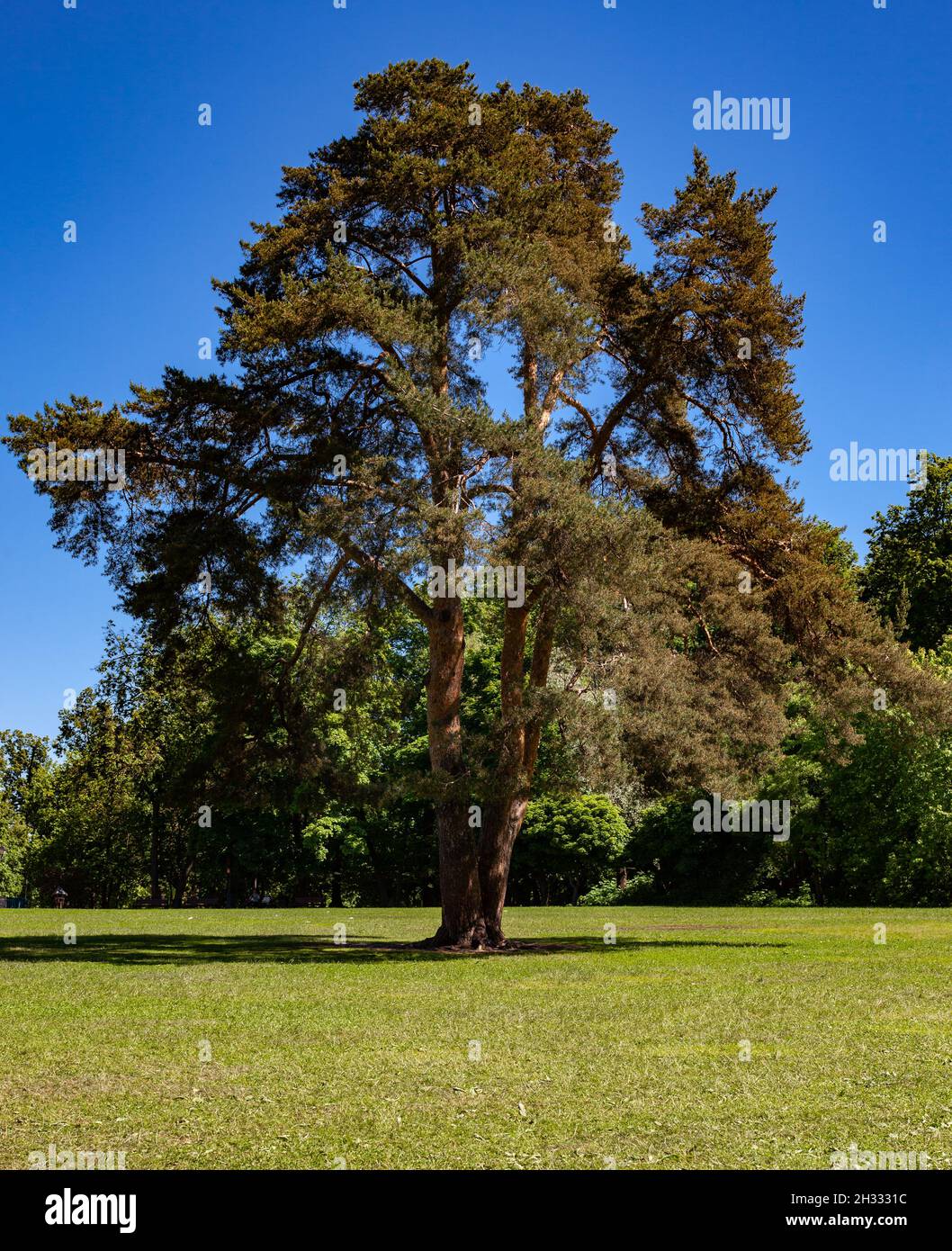 a lonely tree in the middle of a field in a park. High quality photo Stock Photo