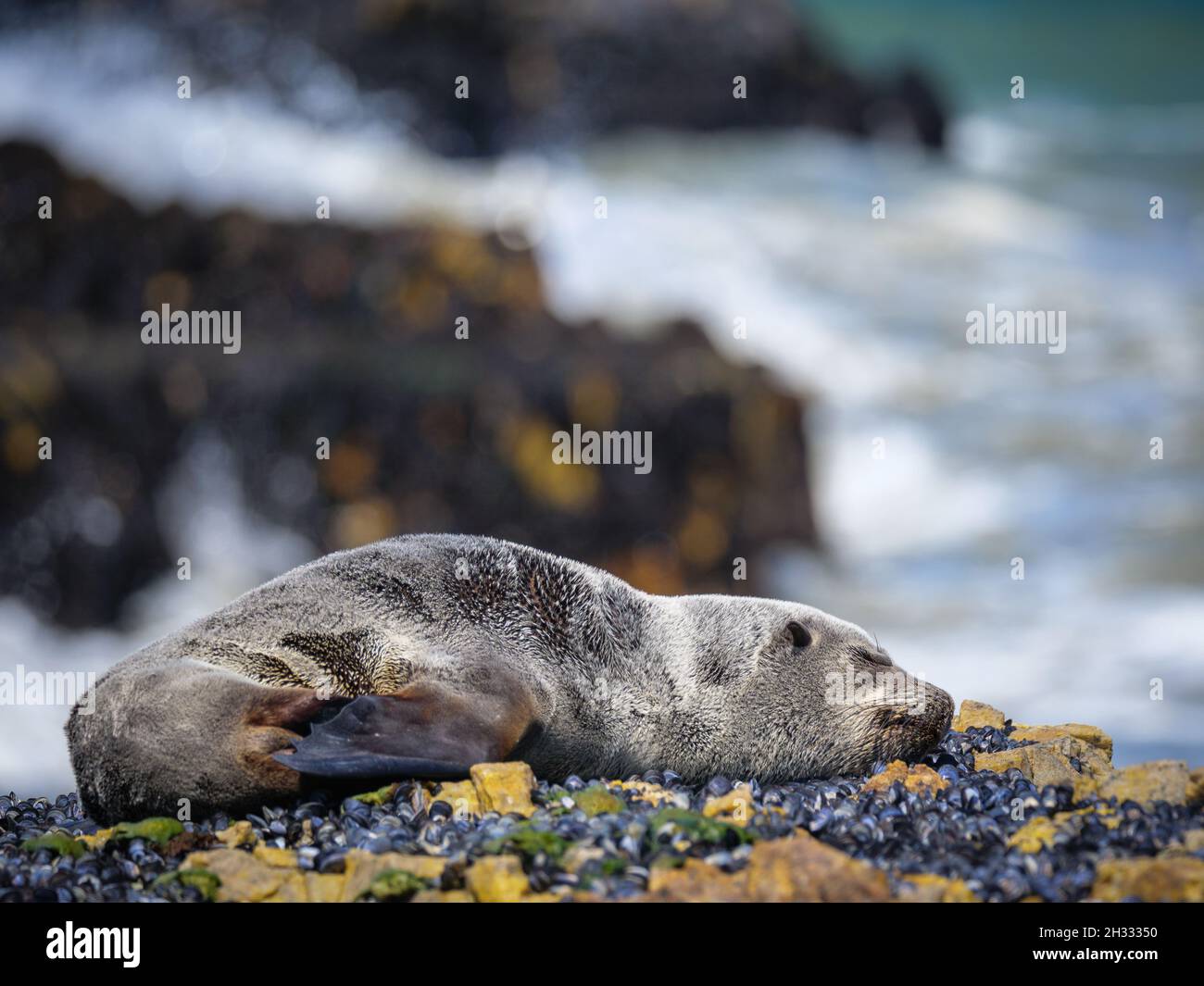 Brown fur seal or Cape fur seal (Arctocephalus pusillus) pup sleeping on coastal rocks. Hermanus. Whale Coast. Overberg. Western Cape. South Africa Stock Photo