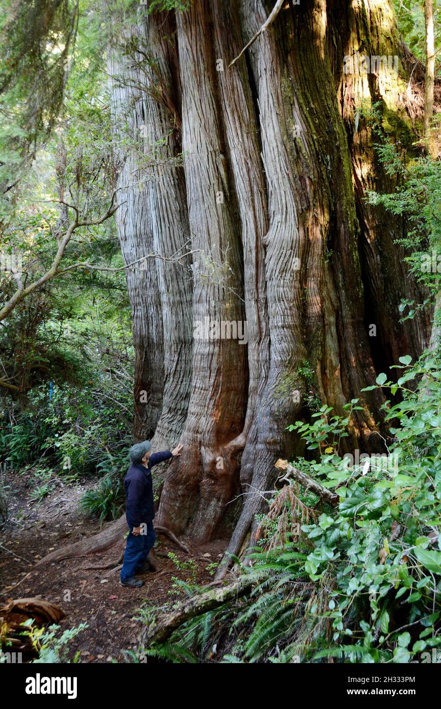 A man standing beneath an ancient old growth western red cedar in a rainforest on Meares Island, near Tofino, British Columbia, Canada. Stock Photo