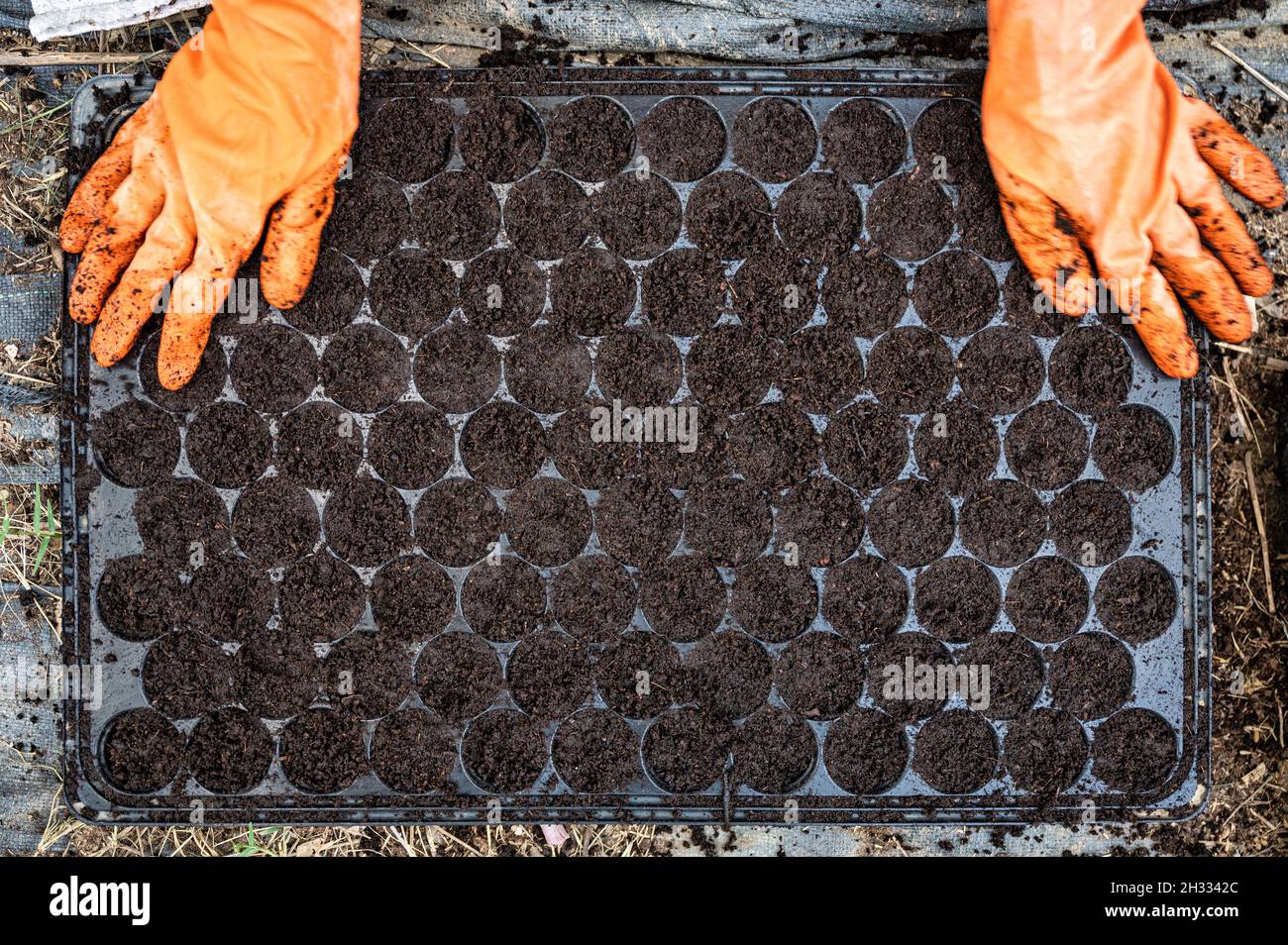 Hand with rubber glove spreading potting soil on cultivation tray Stock