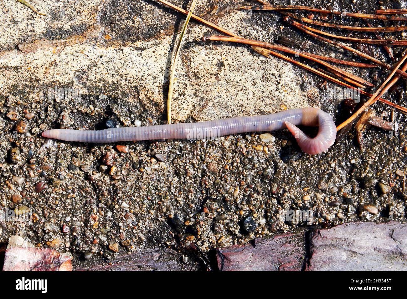 Long earthworm crawling in the muddy ground in the garden after the rain. Animals in the wild Stock Photo