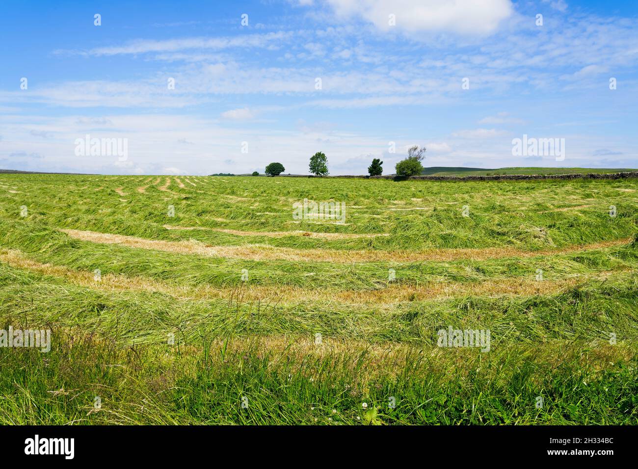 Field of new mown hay drying in the summer sun in the Derbyshire