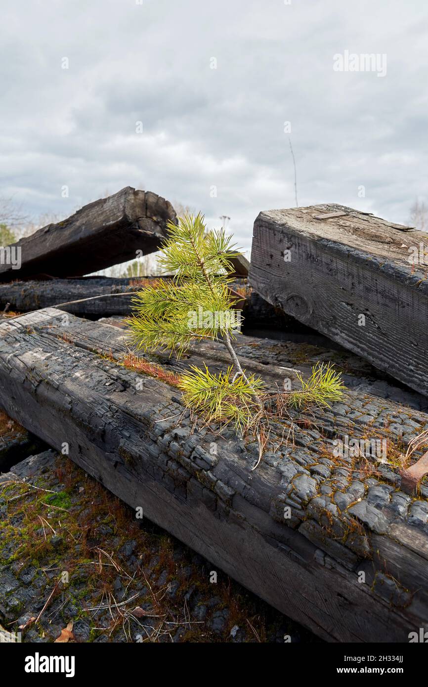 Ecology conceptual scene with spruce grows on a burnt place. Take care of a planet and nature Stock Photo