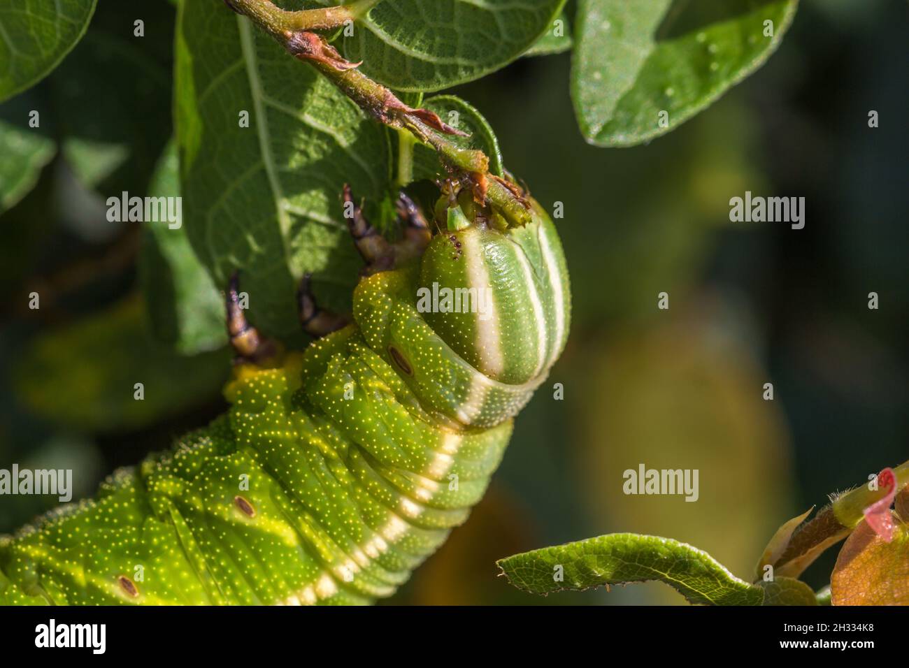 Selective focus shot of a green caterpillar Stock Photo - Alamy