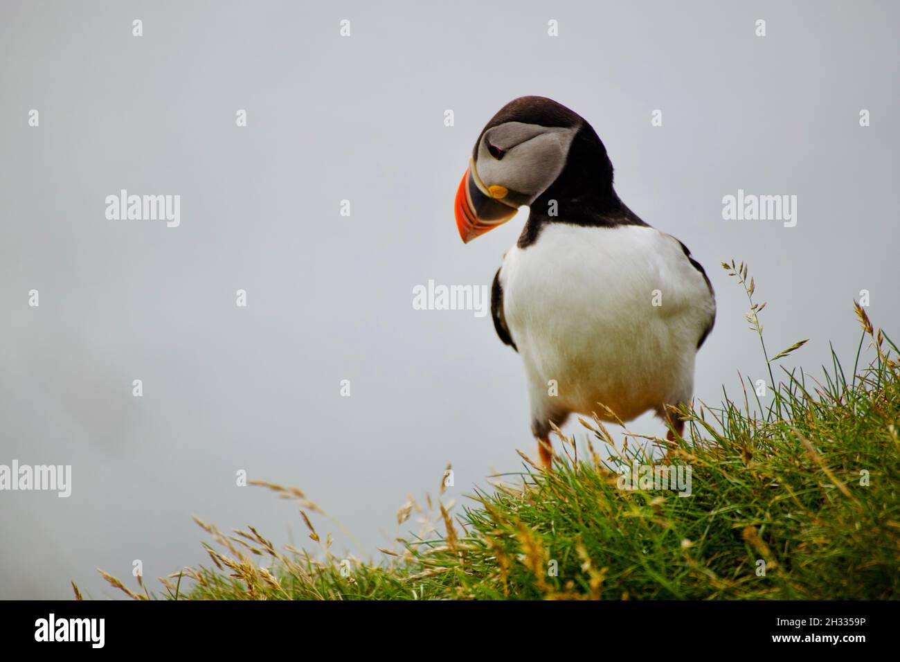 puffin on cliff in Látrabjarg (iceland) Stock Photo