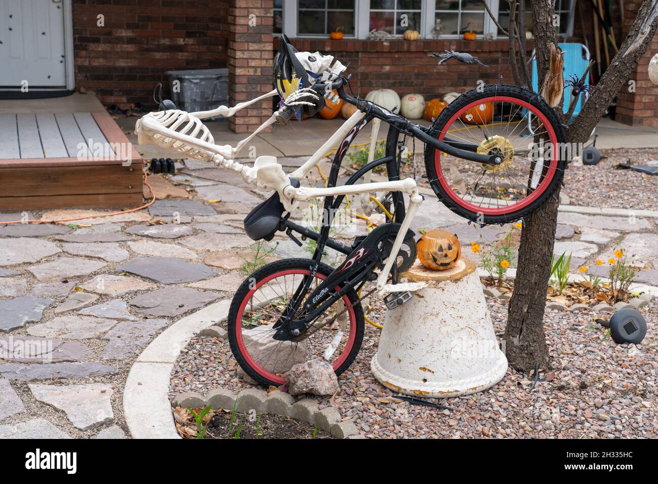 A Halloween headless skeleton is riding a mountain bike with his helmeted skull on the handlebars.  Halloween lawn decorations. Stock Photo