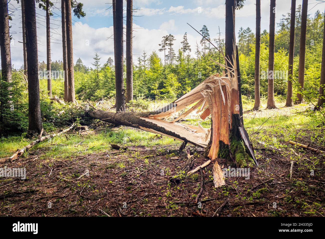 one tree trunk broken by strong winds and fallen to the ground Stock Photo