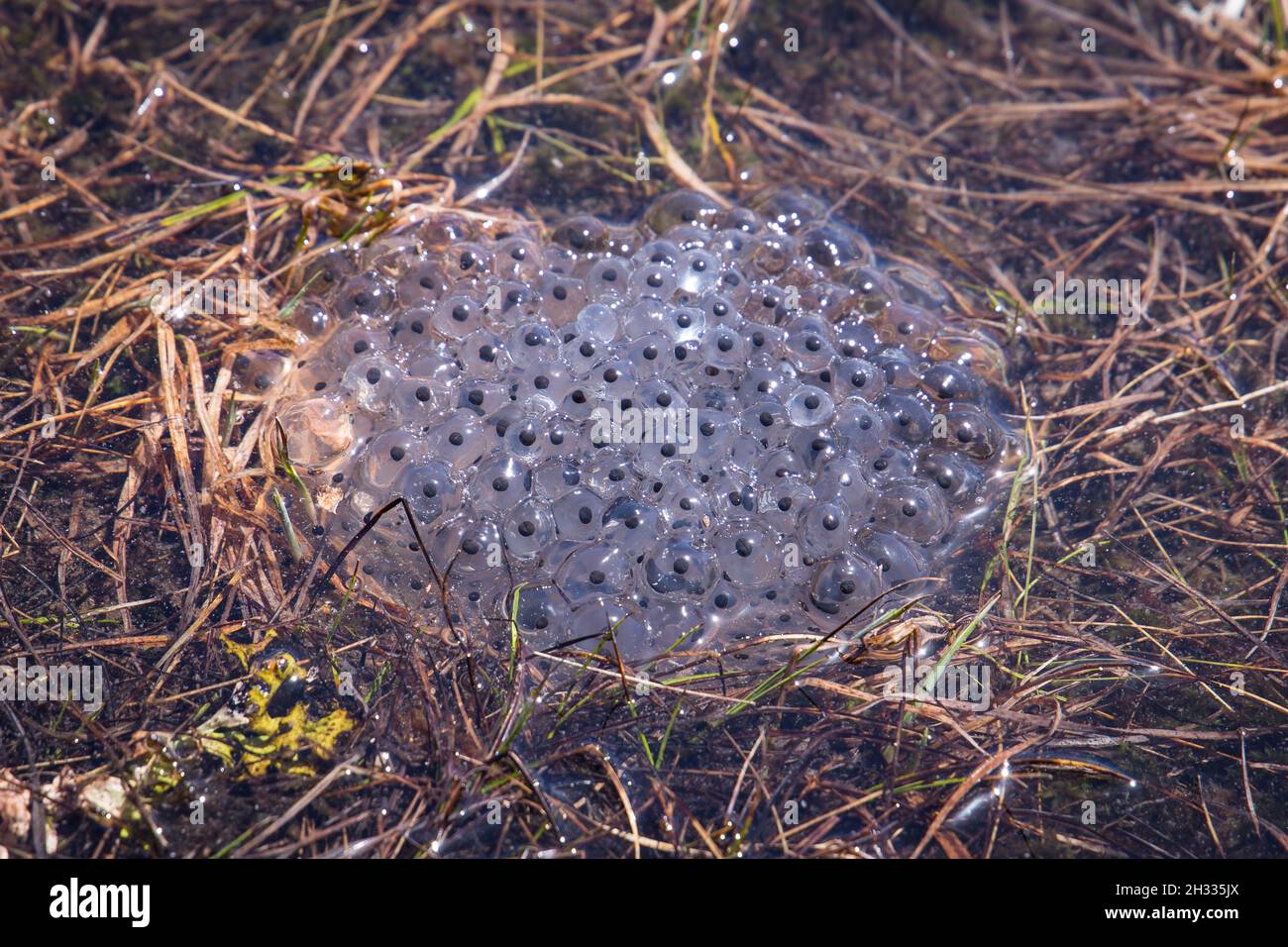 Frog egg nest in water Stock Photo