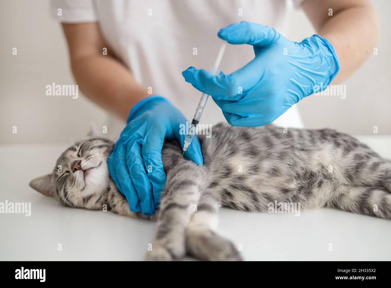 Doctor veterinarian giving injection insulin to a cat at the veterinary clinic. Veterinary medicine concept. Stock Photo