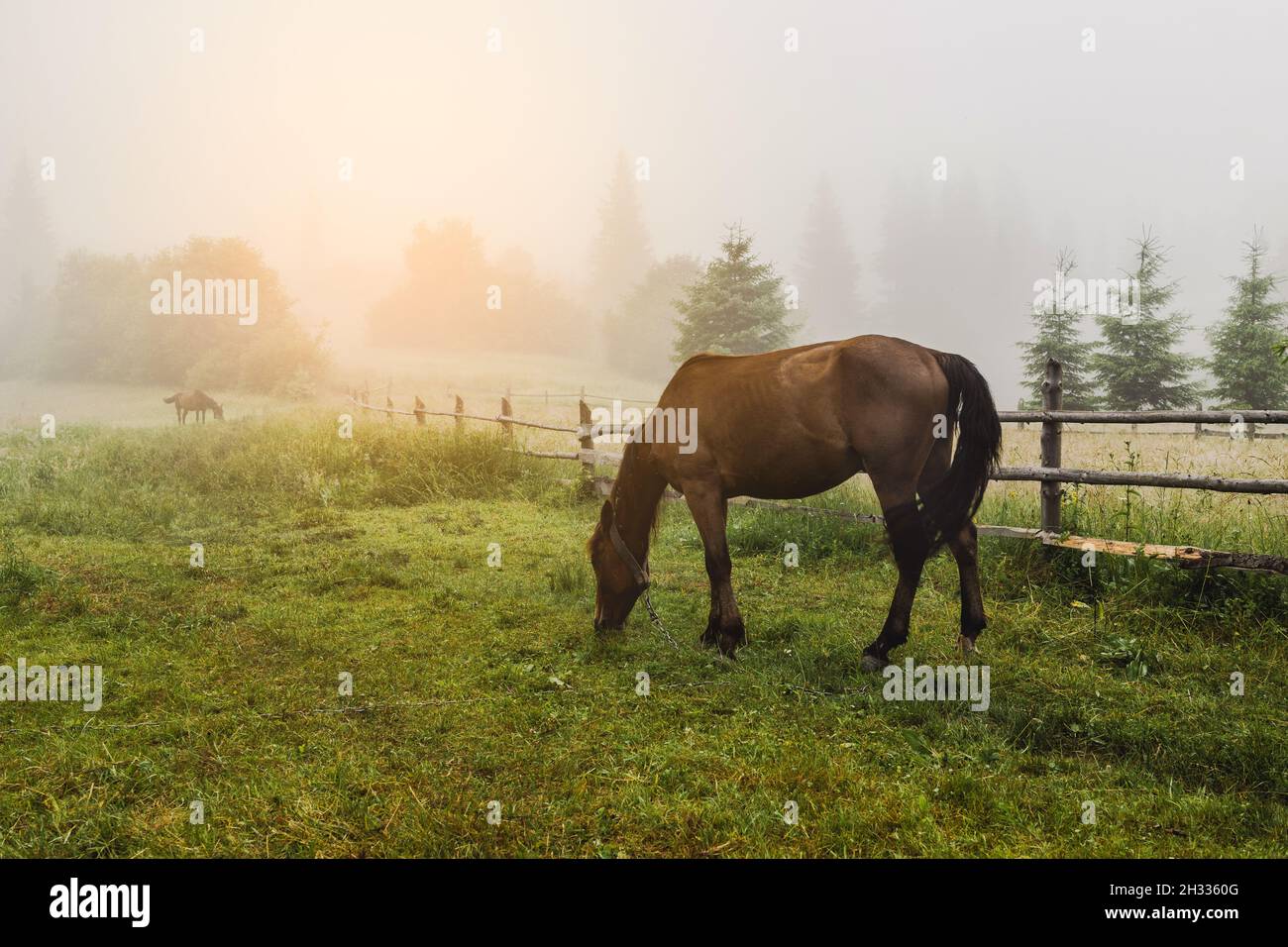 Dramatic foggy scene with brown horse eating grass on a foggy countryside meadow. Old wooden fence. Carpathians, Ukraine, Europe. Stock Photo