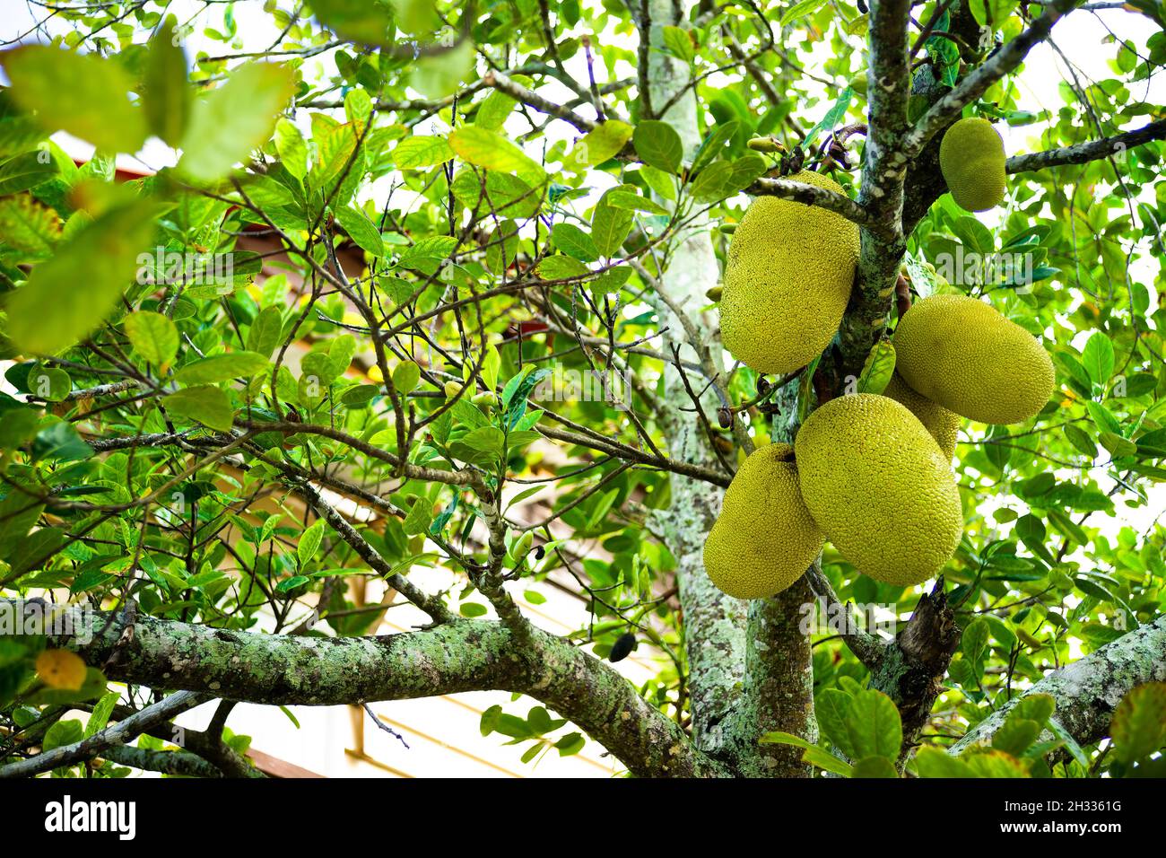 Fruits in a jackfruit tree (Artocarpus heterophyllus) in Seychelles. Stock Photo