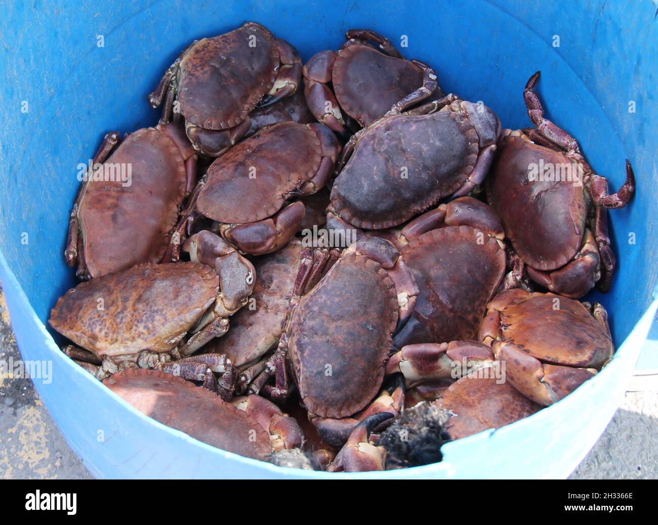 A Plastic Bucket Holding Freshly Caught Sea Crabs. Stock Photo