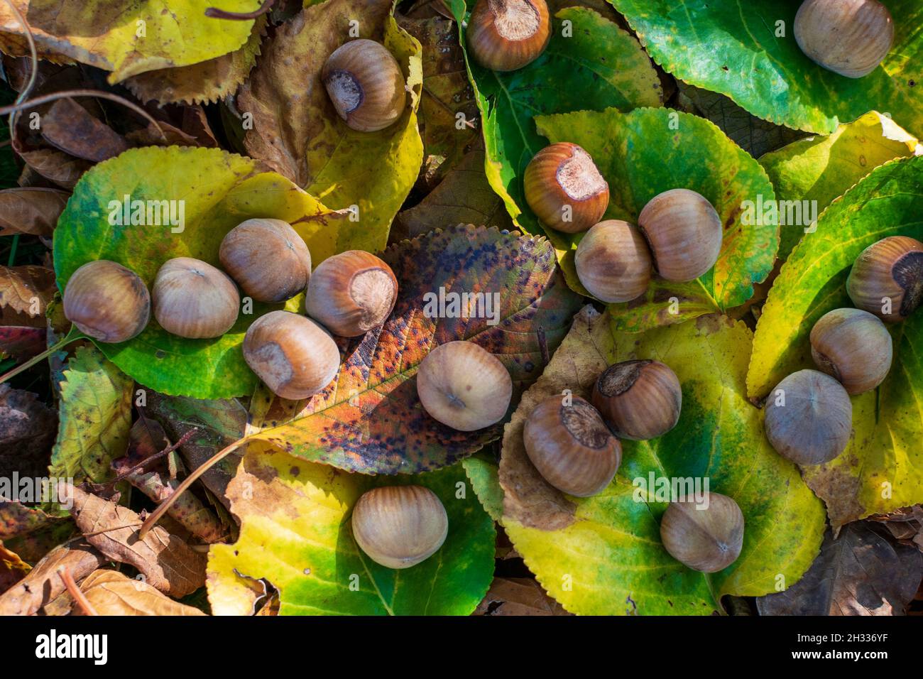 Hazelnuts Among Fall Colored Leaves In The Forest Stock Photo