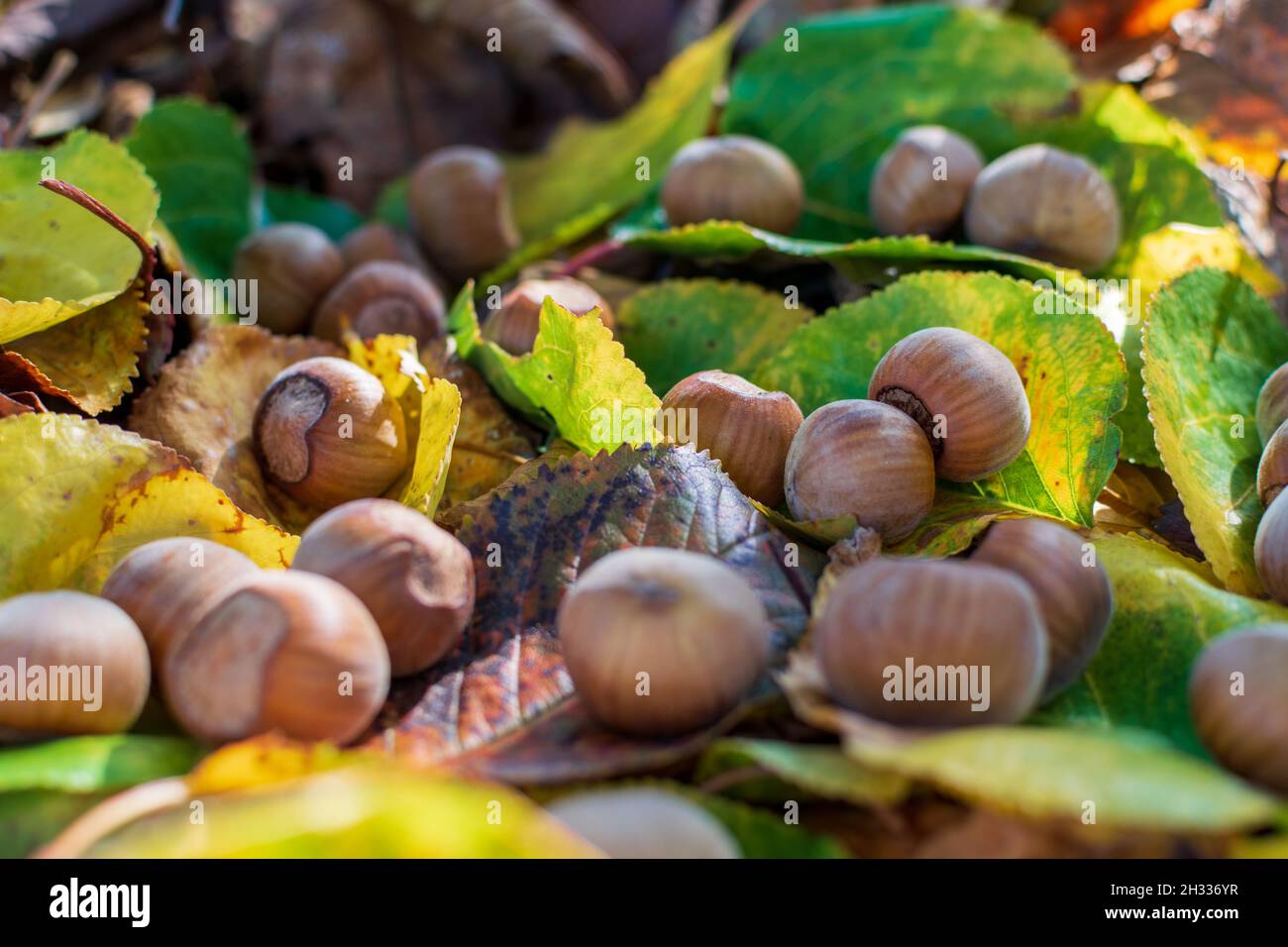 Hazelnuts Among Fall Colored Leaves In The Forest Stock Photo