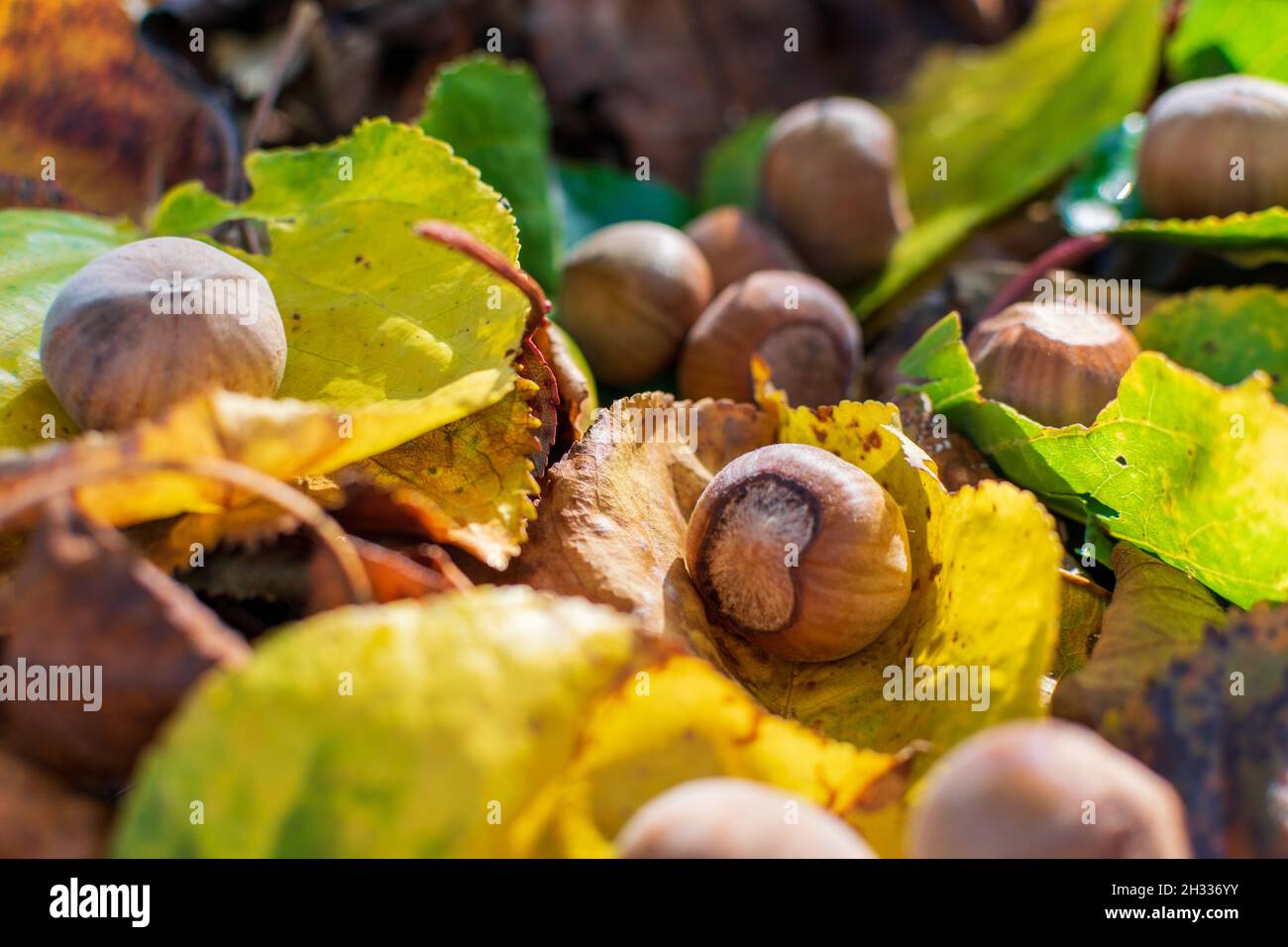 Hazelnuts Among Fall Colored Leaves In The Forest Stock Photo