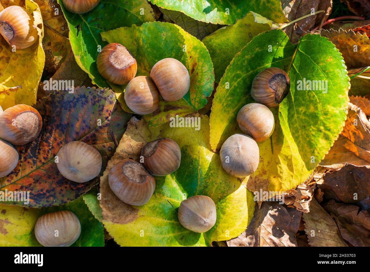 Hazelnuts Among Fall Colored Leaves In The Forest Stock Photo
