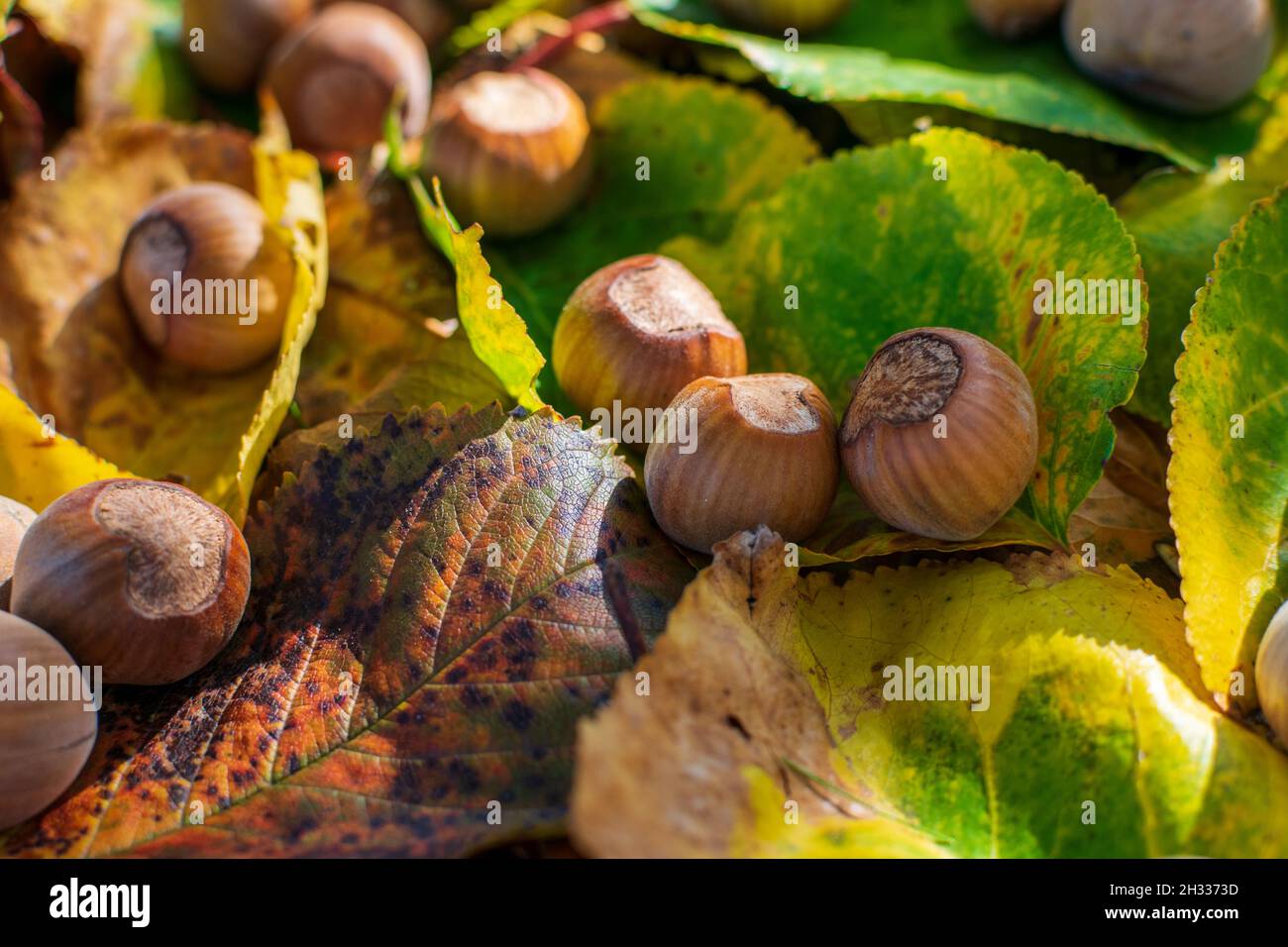 Hazelnuts Among Fall Colored Leaves In The Forest Stock Photo