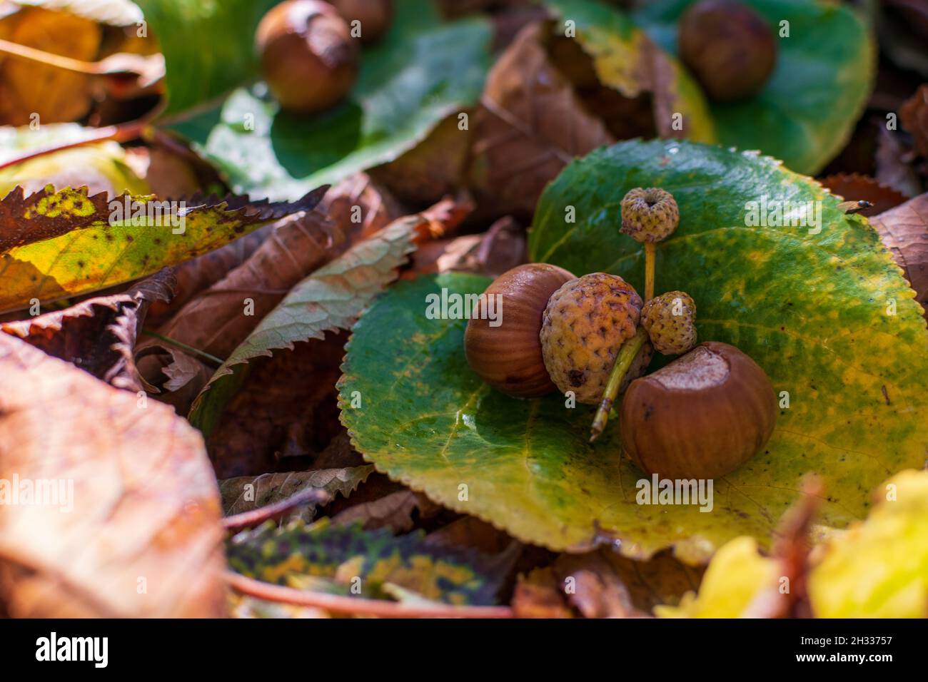 Hazelnuts Among Fall Colored Leaves In The Forest Stock Photo