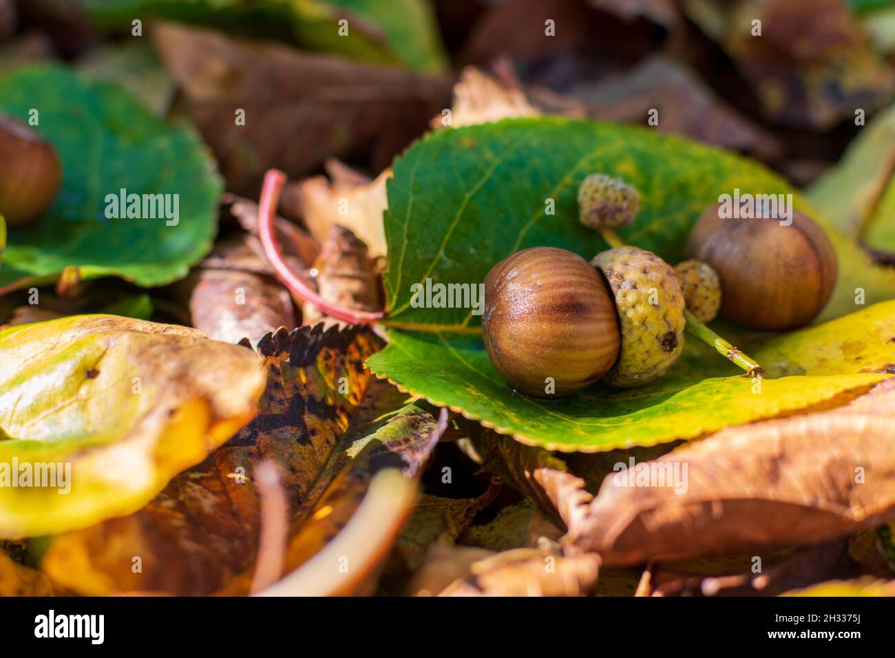 Hazelnuts Among Fall Colored Leaves In The Forest Stock Photo