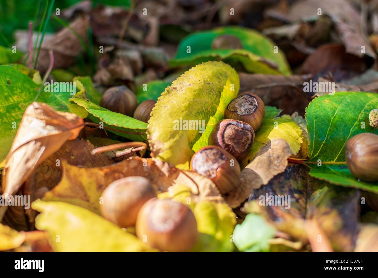 Hazelnuts Among Fall Colored Leaves In The Forest Stock Photo