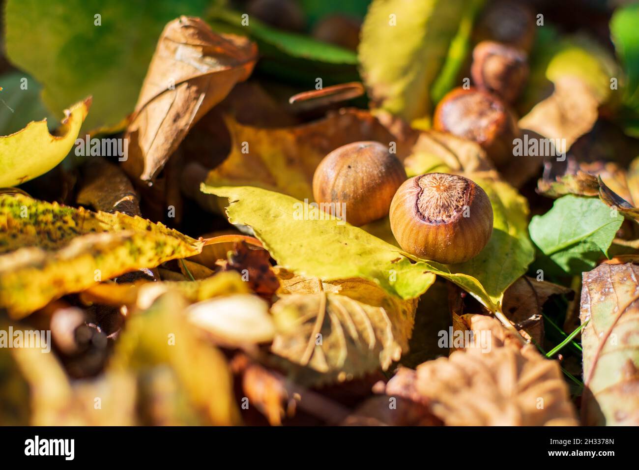 Hazelnuts Among Fall Colored Leaves In The Forest Stock Photo