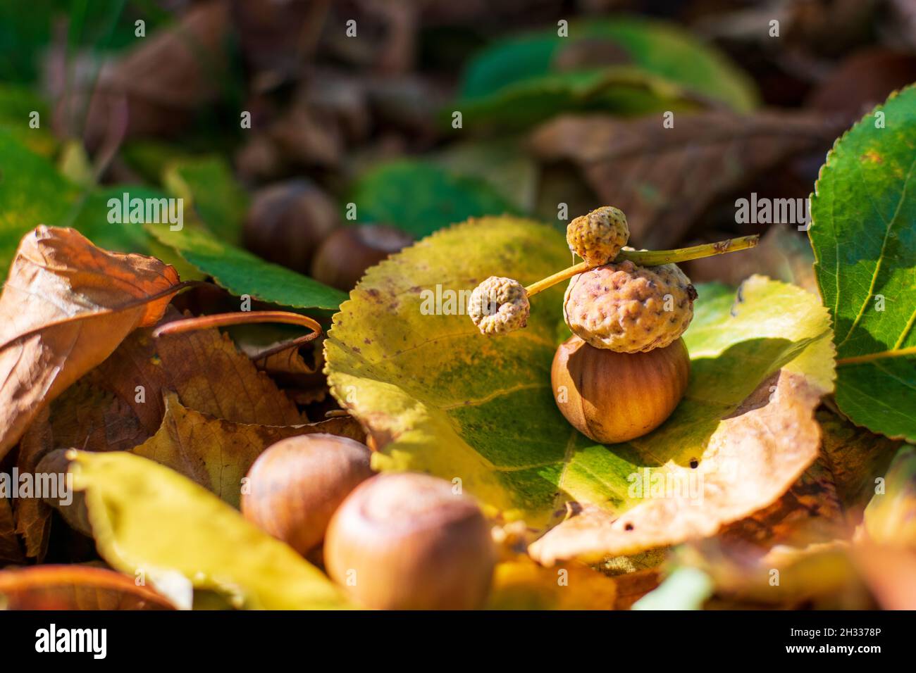 Hazelnuts Among Fall Colored Leaves In The Forest Stock Photo