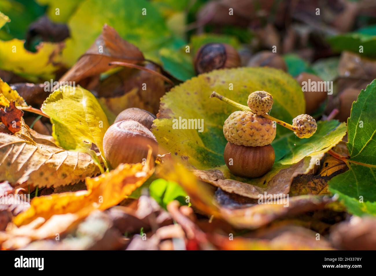 Hazelnuts Among Fall Colored Leaves In The Forest Stock Photo