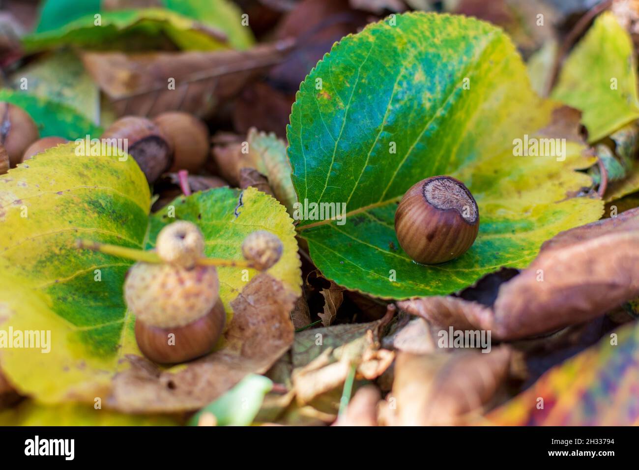 Hazelnuts Among Fall Colored Leaves In The Forest Stock Photo