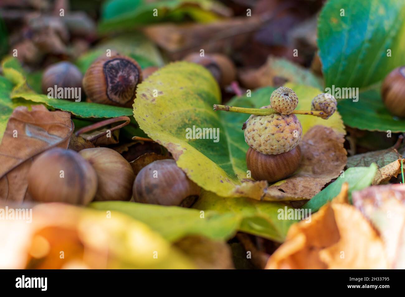 Hazelnuts Among Fall Colored Leaves In The Forest Stock Photo