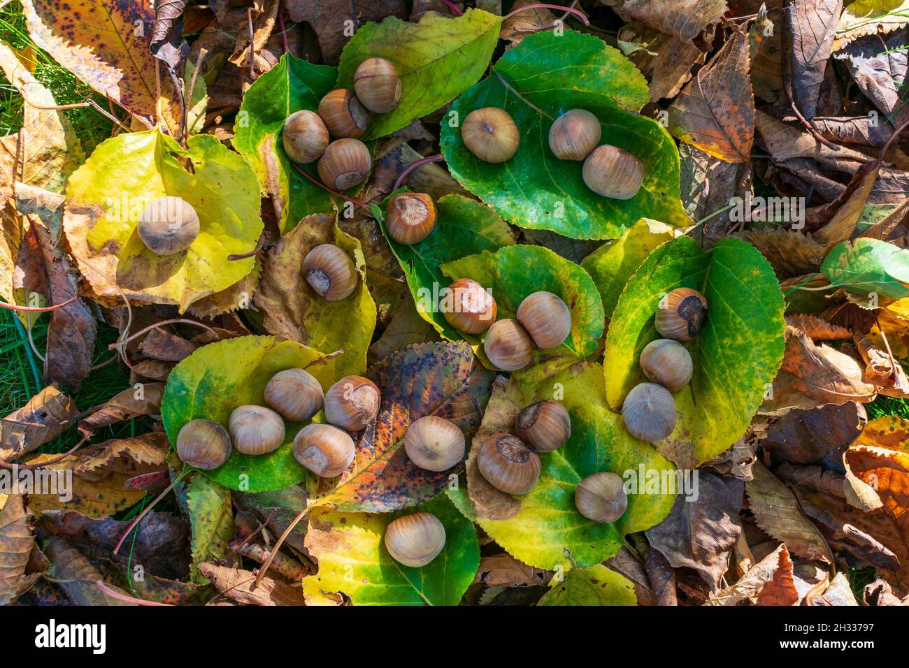 Hazelnuts Among Fall Colored Leaves In The Forest Stock Photo