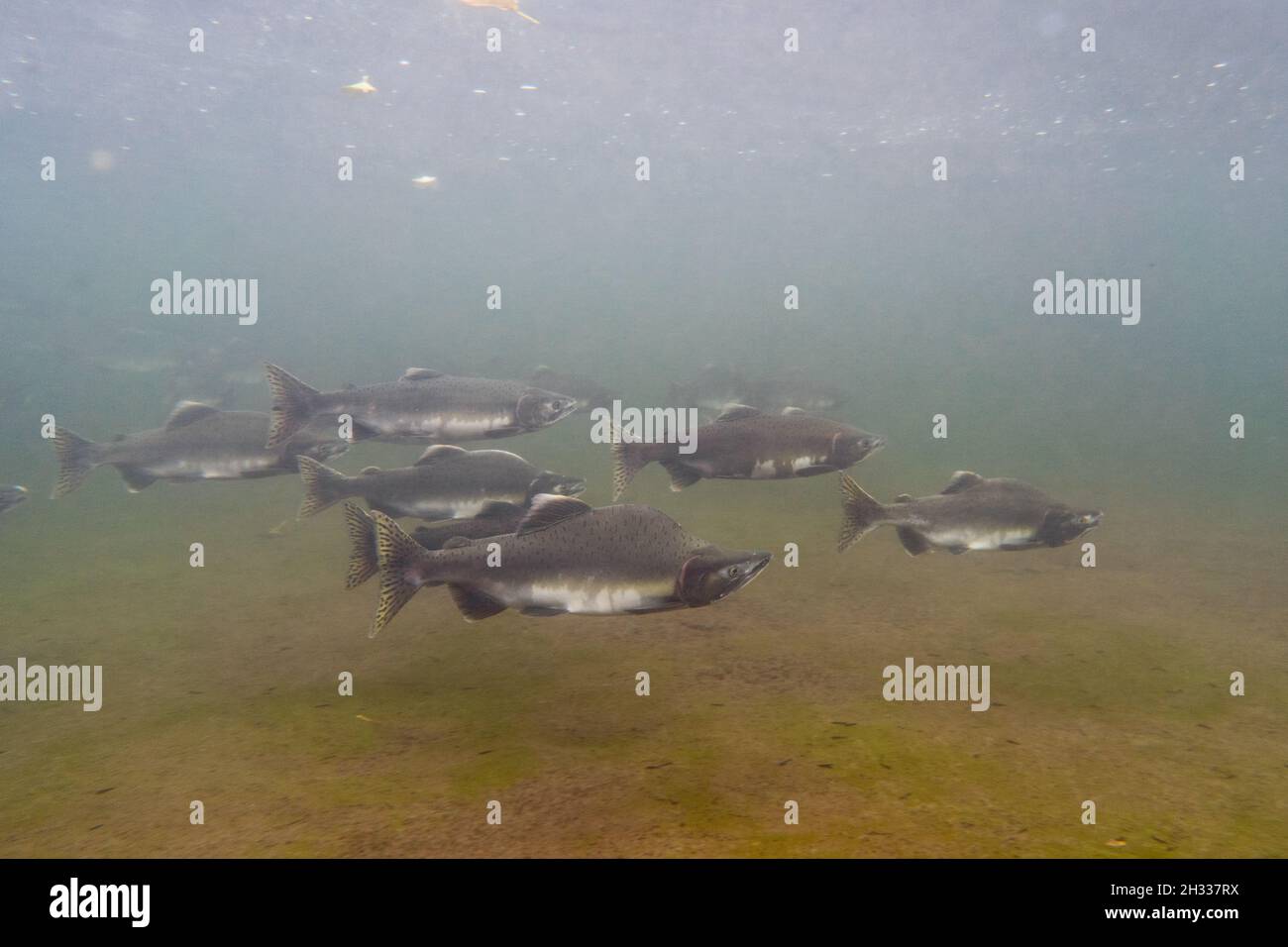 School of Pink Salmon displaying spawning features in the Squamish River, in Canada. Stock Photo