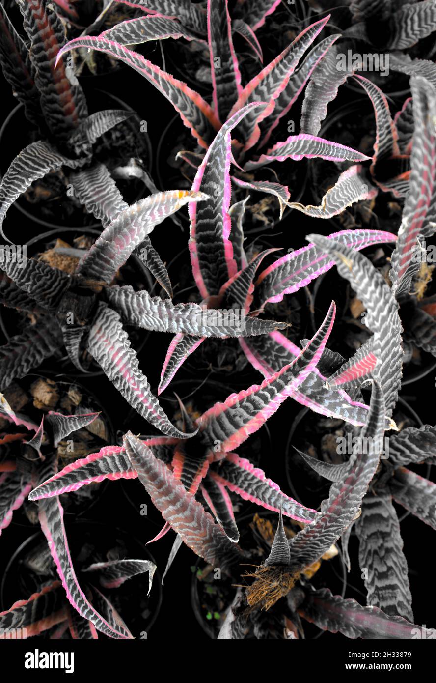 Natural plant leaves foliage abstract texture. Cryptanthus Bromeliads, Aloe, Bromeliaceae, Aechmea, or Earth Stars. Stock Photo
