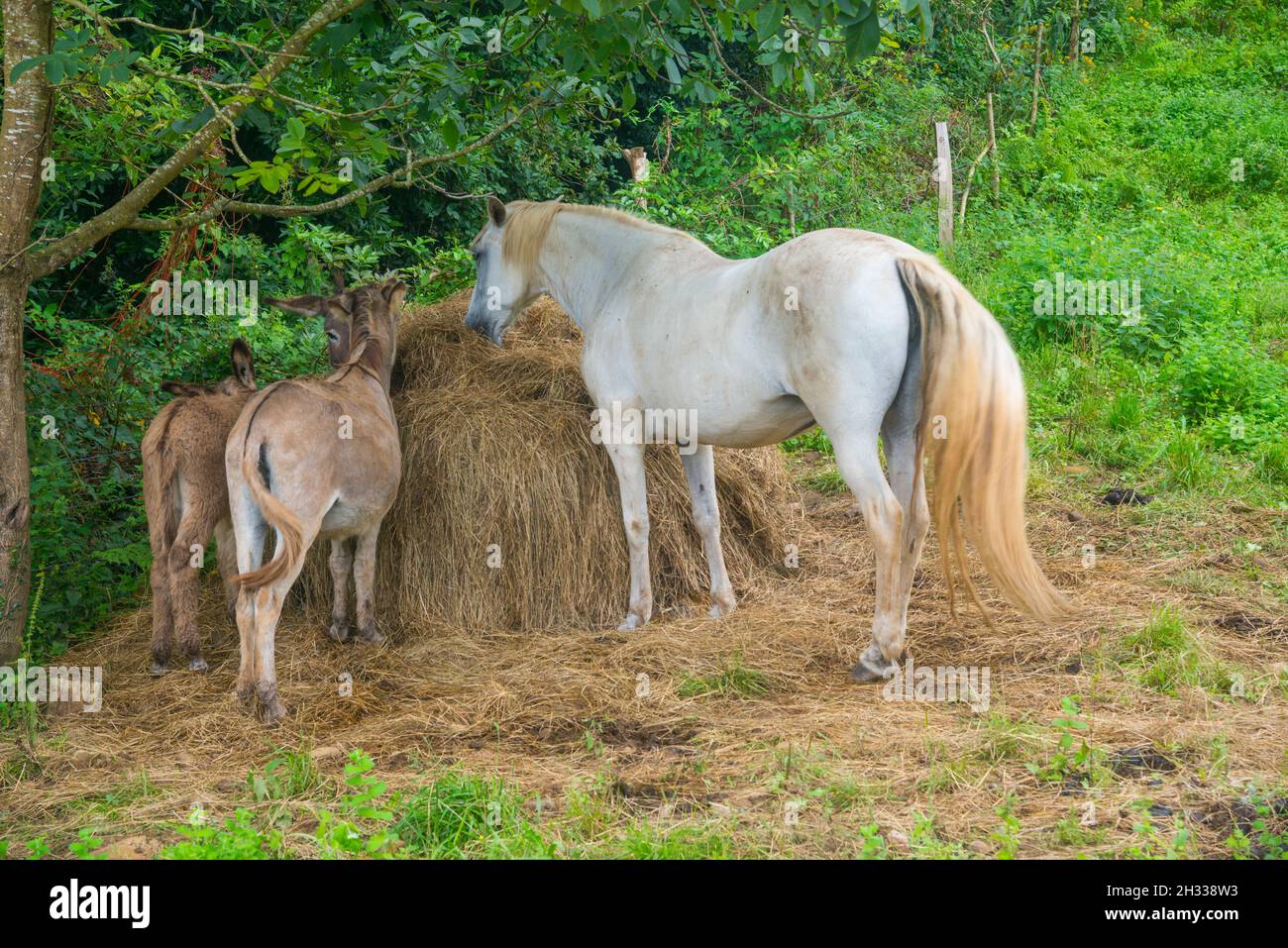 Horse and donkeys eating straw. Stock Photo