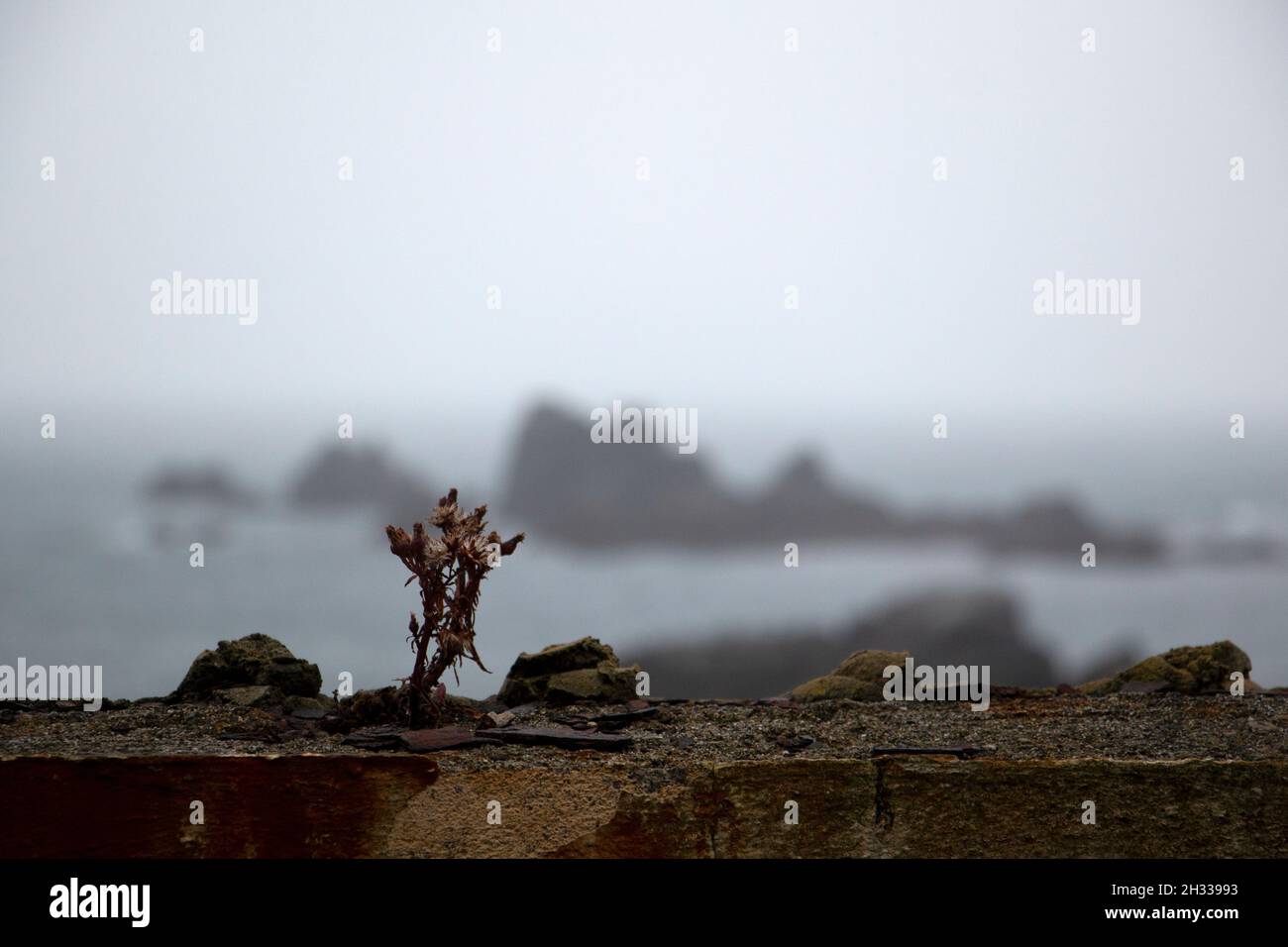 Plants Growing Off Rock Bases Stock Photo - Alamy