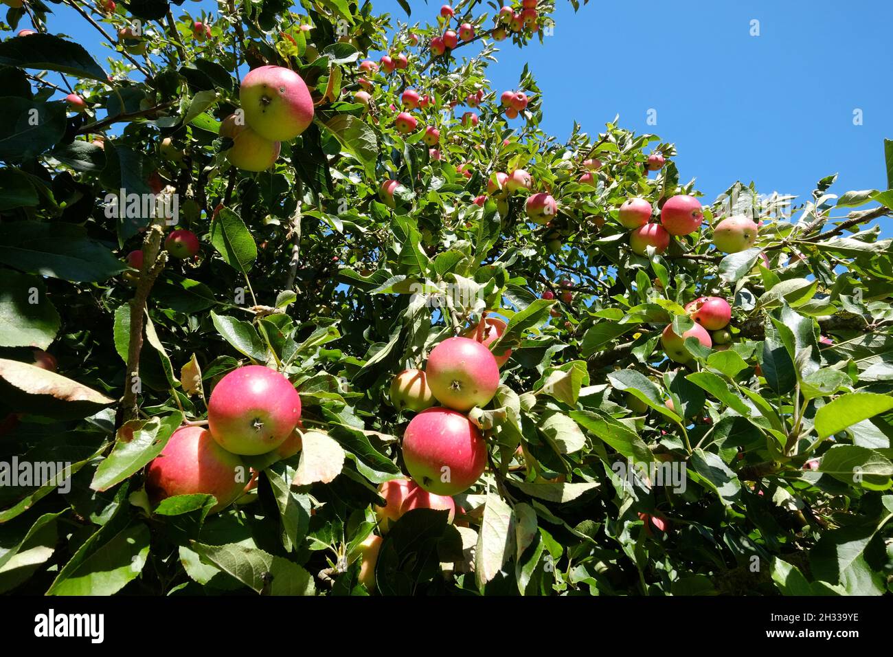 Apples ripening hi-res stock photography and images - Alamy