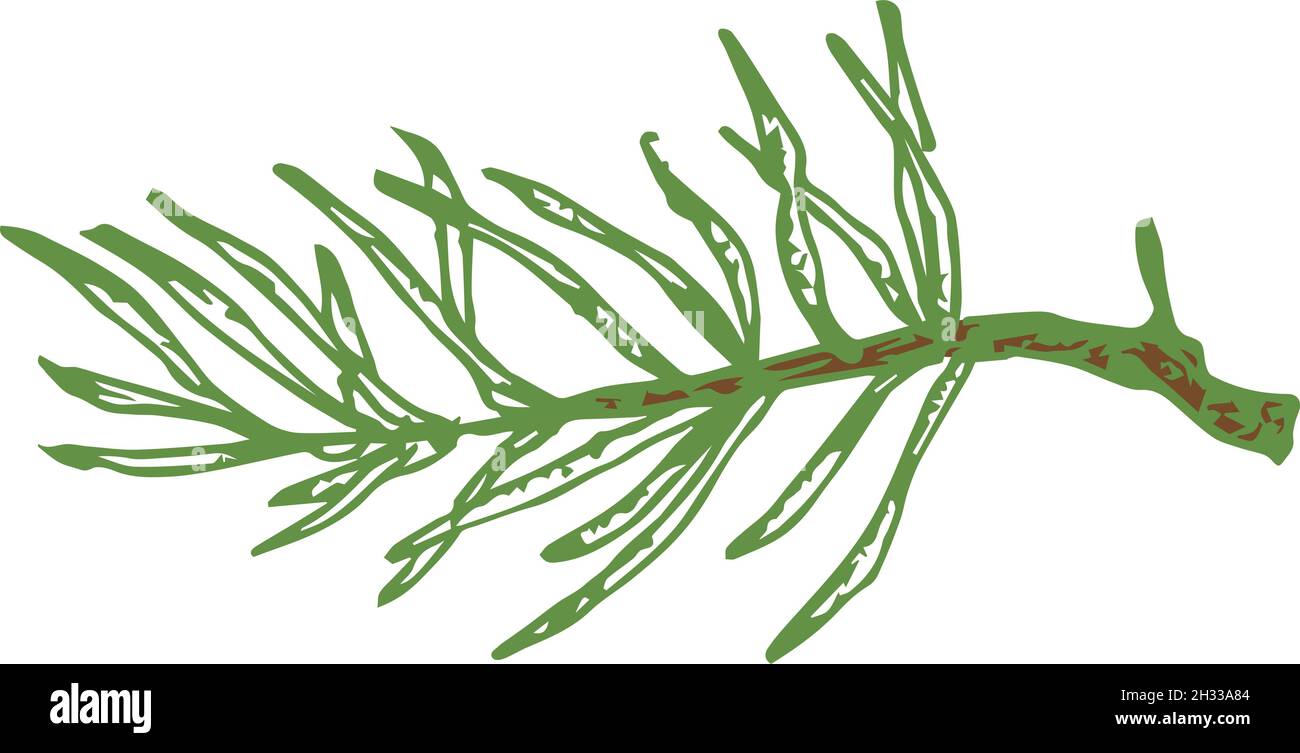 Hand Drawn Vector Evergreen Little Spruce or Pine Tree Branch Colorful ...