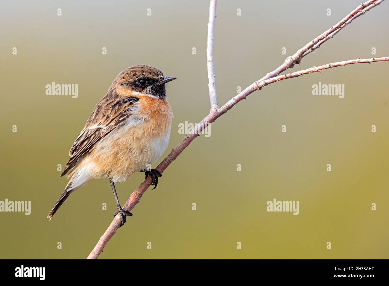 Schwarzkehlchen, Saxicola torquata, maennlich, Stock Photo