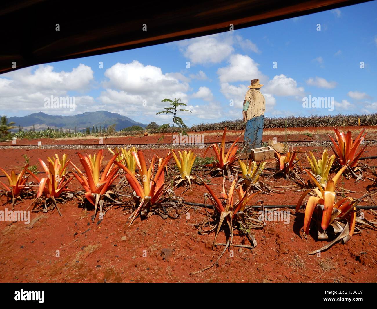 Oahu HI U.S.A. 6/3&6/2021. Dole Plantation. Gardens. Pineapple Express