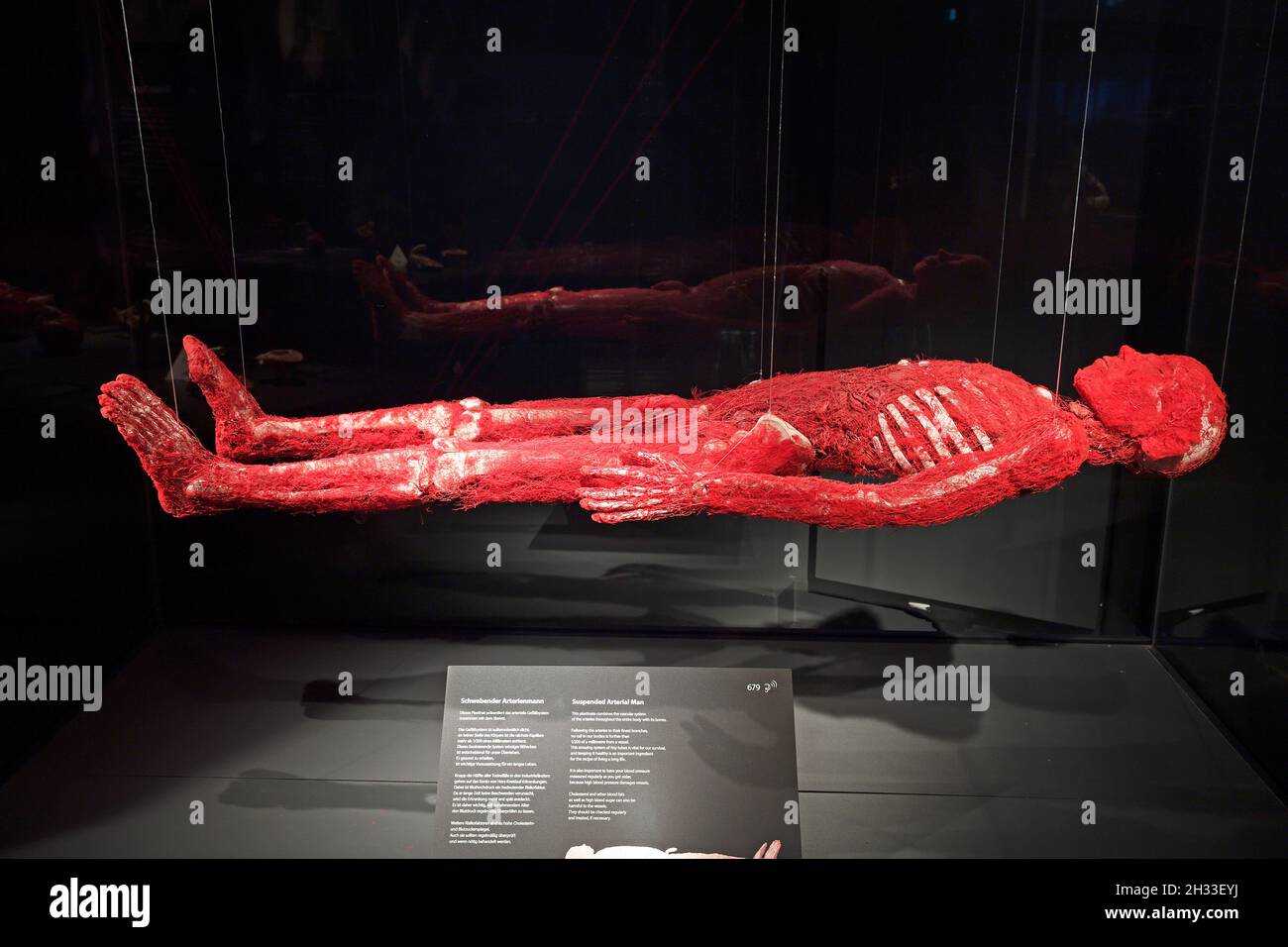 Präparat, Plastinat, Arterien des Menschen, Körperwelten-Museum, Menschen Museum, Berlin, Deutschland Stock Photo