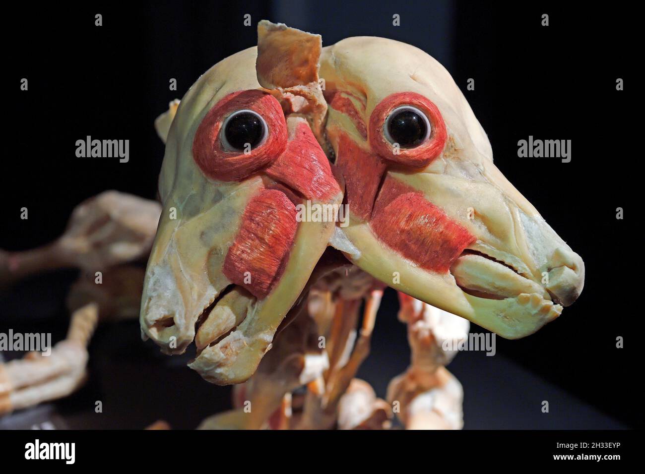 Präparat, Plastinat, doppelköpfiges Schaf,  Körperwelten-Museum, Menschen Museum, Berlin, Deutschland Stock Photo