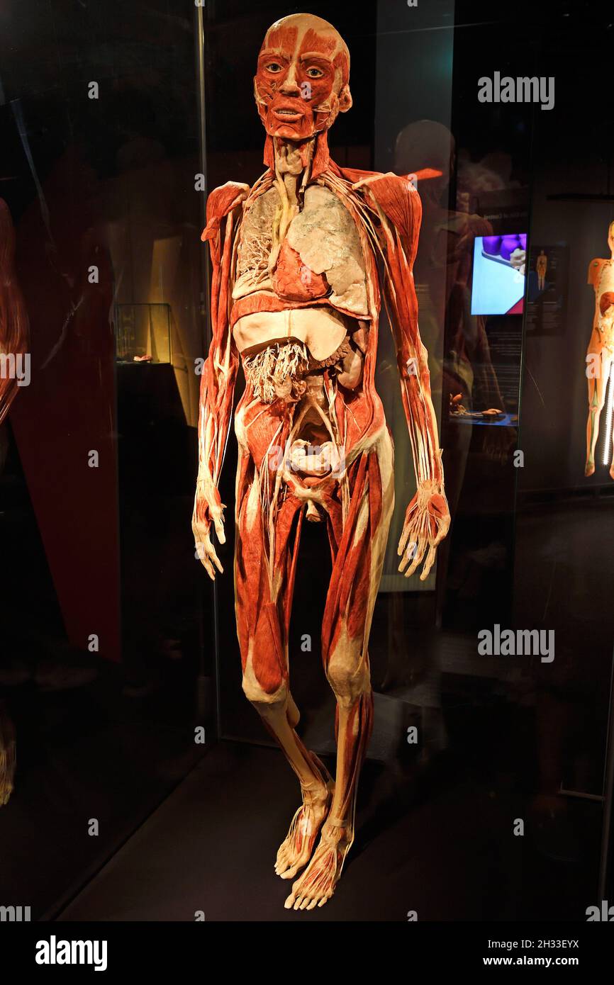 Präparat, Plastinat, Körper einer Frau, Körperwelten-Museum, Menschen Museum, Berlin, Deutschland Stock Photo