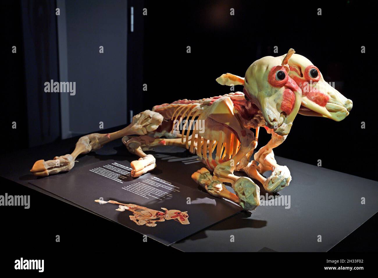 Präparat, Plastinat, doppelköpfiges Schaf,  Körperwelten-Museum, Menschen Museum, Berlin, Deutschland Stock Photo