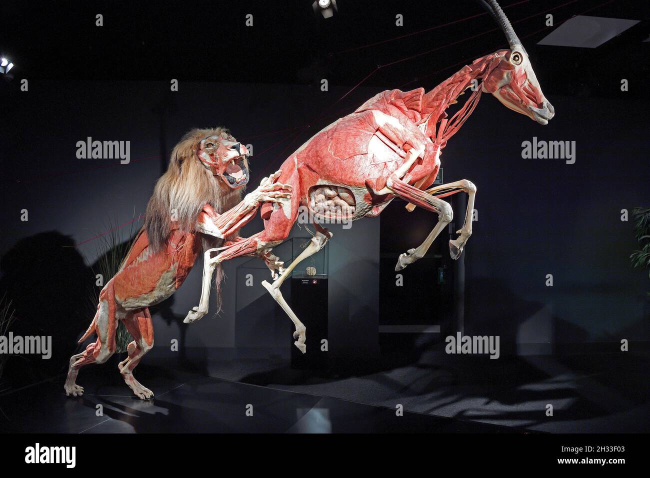 Präparat, Plastinat, Löwe schlägt Antilope,  Körperwelten-Museum, Menschen Museum, Berlin, Deutschland Stock Photo