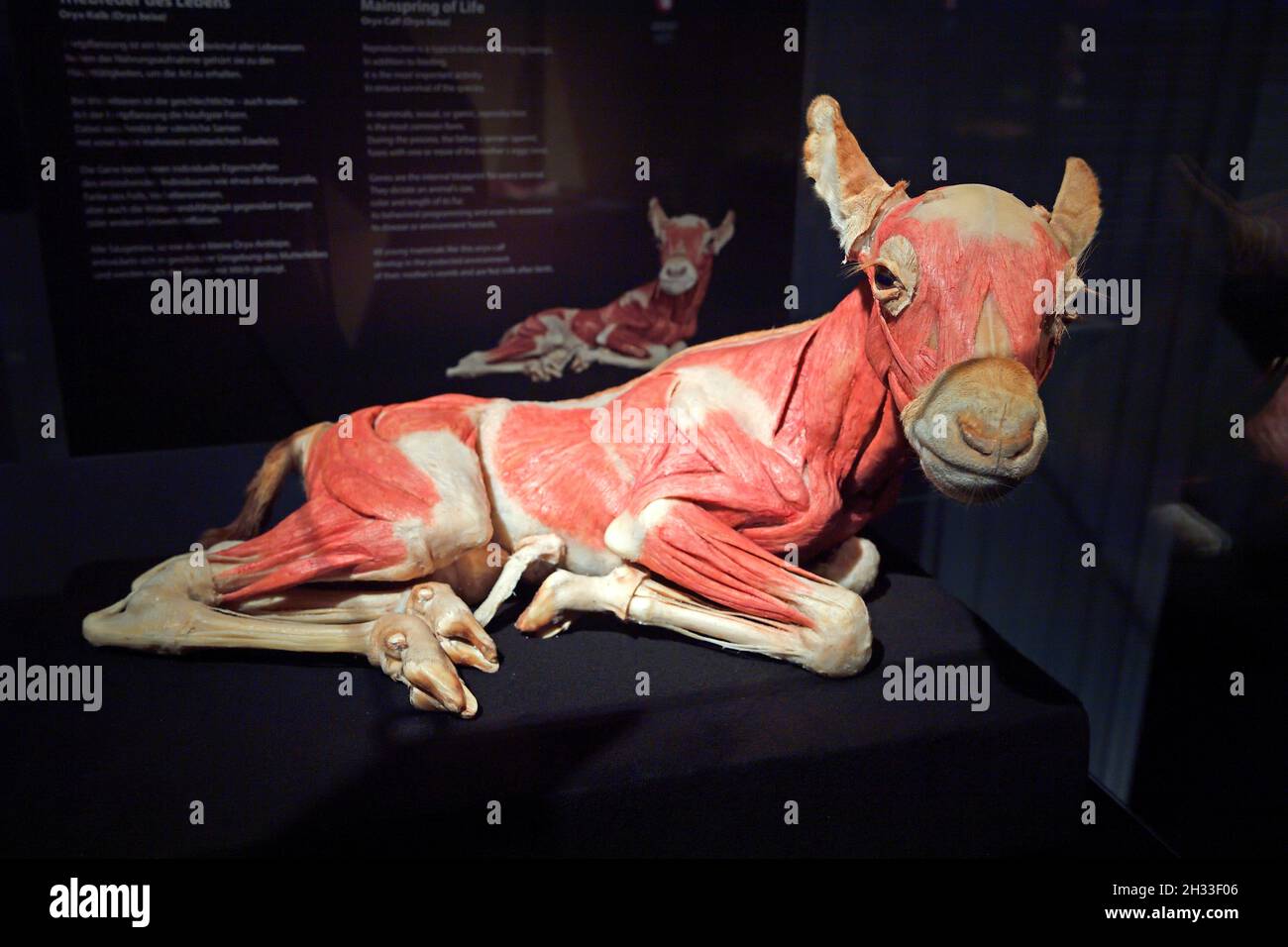 Präparat, Plastinat, junger Esel,  Körperwelten-Museum, Menschen Museum, Berlin, Deutschland Stock Photo