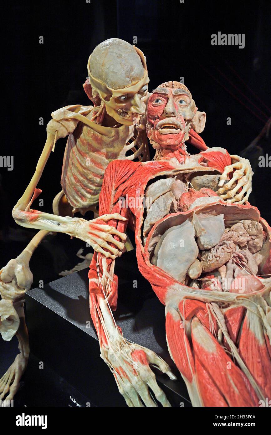 Präparat, Plastinat, menschliches Paar,  Körperwelten-Museum, Menschen Museum, Berlin, Deutschland Stock Photo