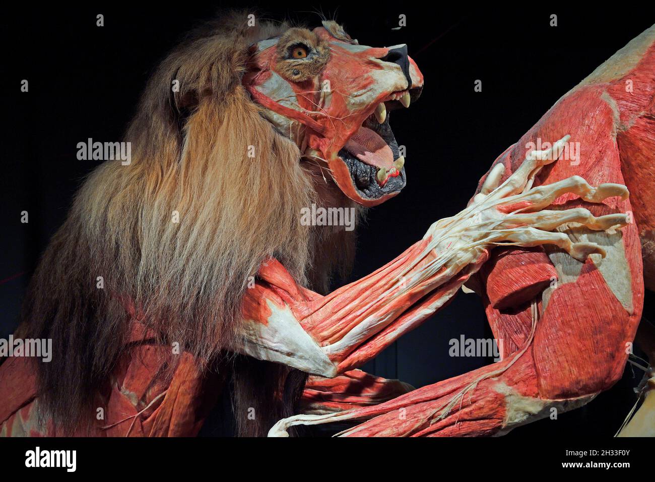 Präparat, Plastinat, Löwe schlägt Antilope,  Körperwelten-Museum, Menschen Museum, Berlin, Deutschland Stock Photo