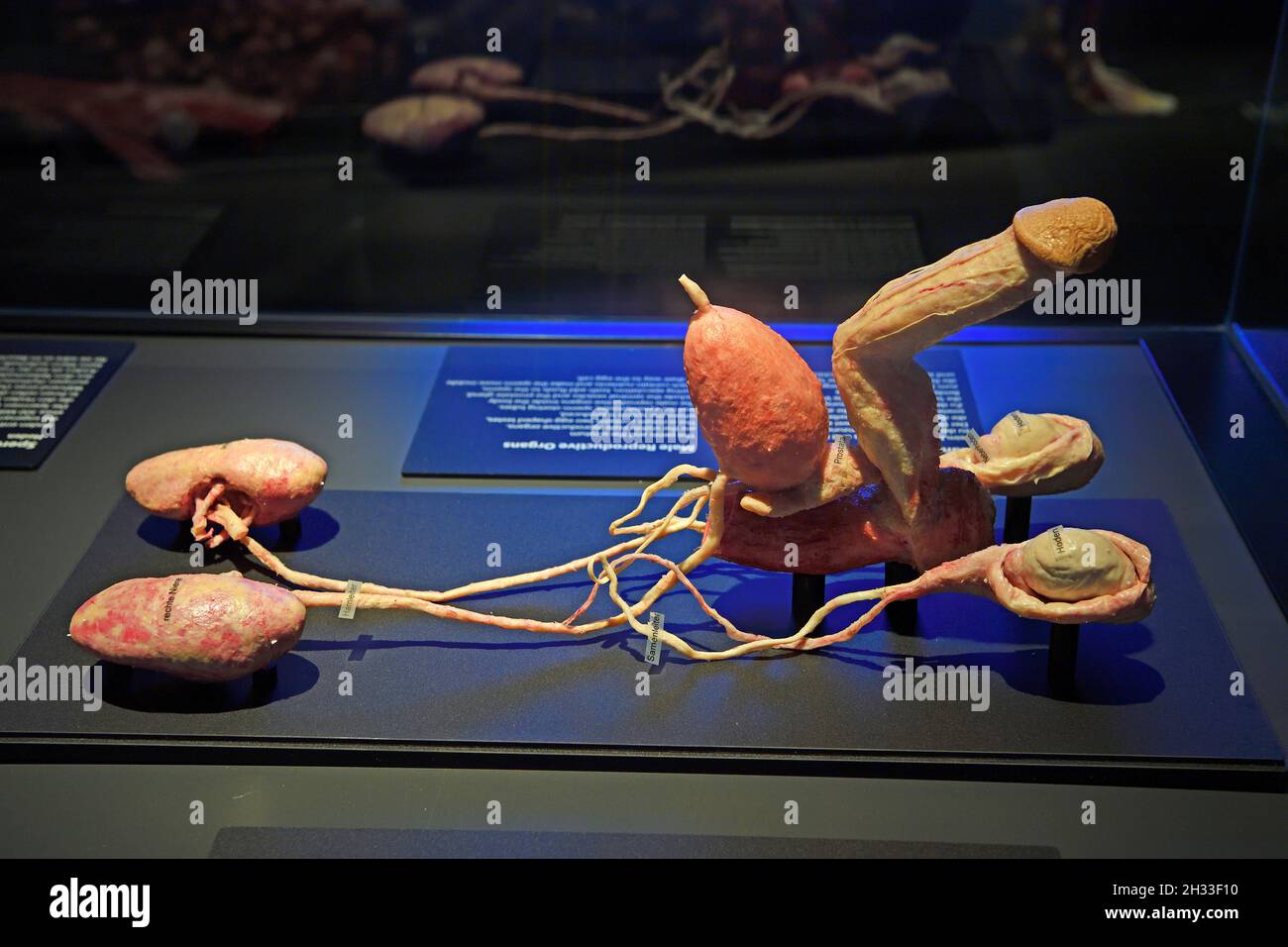 Präparat, Plastinat, männliches Fortpflanzungssystem, Körperwelten-Museum, Menschen Museum, Berlin, Deutschland Stock Photo