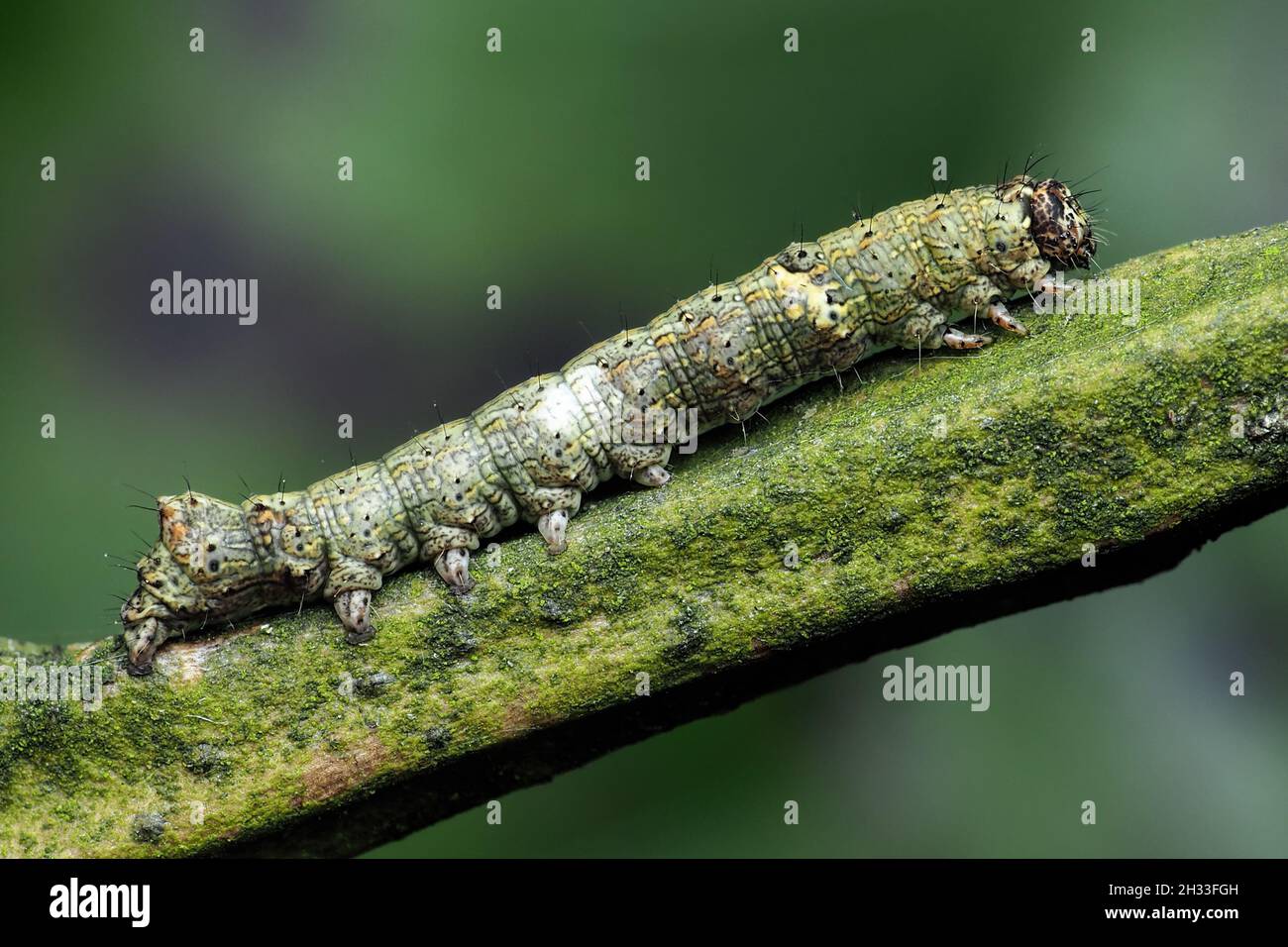 Green-brindled Crescent moth caterpillar (Allophyes oxyacanthae) resting on hawthorn branch. Tipperary, Ireland Stock Photo