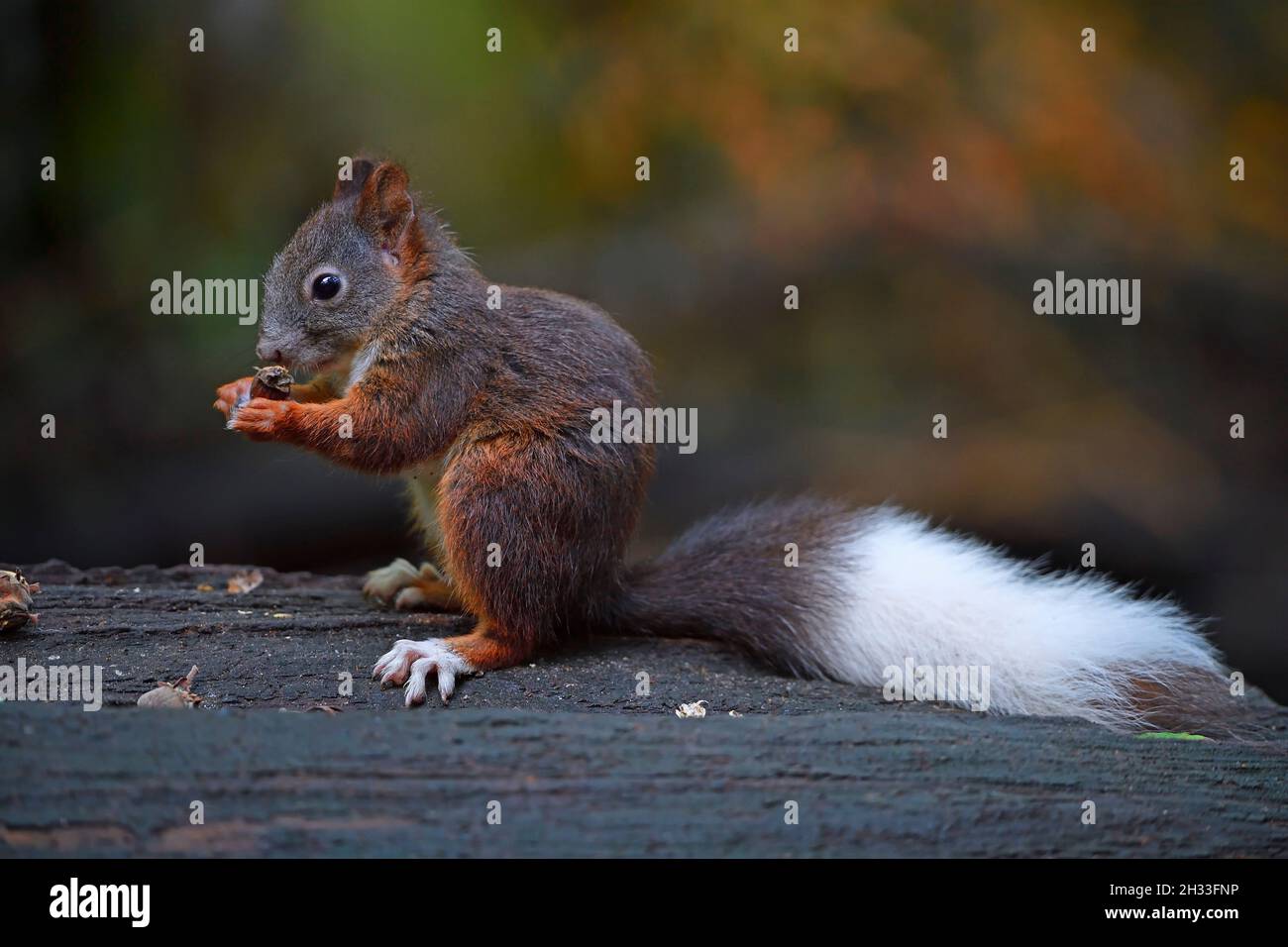 Eichhörnchen (Sciurus vulgaris), mit weissem Schwanz, Albinismuserscheinung, frisst Nuss, Brandenburg, Deutschland Stock Photo